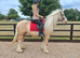 14.2hh 6 year old