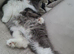 Missing Cat