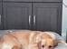 Proven KC Reg Labrador Retriever for Stud
