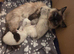 GCCF REG. EXTENSIVELY TESTED RAGDOLL KITTENS
