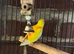 Baby red opaline turquoise parakeet