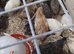 Quails for sale off heat