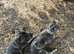 Beautiful female Merle cane corso cross