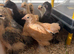 Pure Pekin Bantam growers 5 weeks