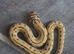 Female 2026 Conda stripe hognose