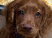 Fully vaccinated Cocker spaniel pups