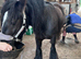 To make 15.2hh 4 year old heavy cob gelding