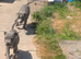 Blue Staffordshire bull terrier pups. Ready now