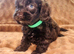 Beautiful F1 Cavapoo Puppies