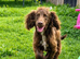 Beautiful liver cocker spaniel looking for a 5* home