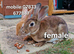 1 male 1 female mini rex