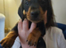 Beautiful Mini Dachshund Puppies Looking For Their Forever Homes