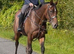Gorgeous filly sensible ride