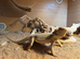 2 year old male bearded dragon