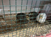 Jumbo quail chicks