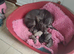Health tested parents whippet puppies