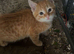 Beautiful ginger boy