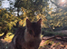Male entire Maine coon