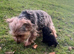 Miniature boy Yorkshire terrier