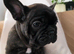 Ready Now – Last 2 French Bulldog Boys Available