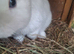 Handsome BEW Netherland dwarf