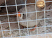 2 Zebra Finches