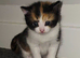 Ragdoll cross kittens