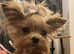 Teacup Asian Gold Dust Yorkie ONLY 1kg