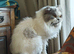 Snowshoe x British Longhair Kittens
