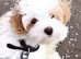 Maltipoo