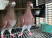 Turkish, polish, American show racer, racer pigeon for sale Diferent price and preceding pairs available