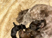 Puppies for sale