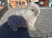Rare lilac and tan netherland dwarfs Babys
