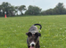 Male puppy