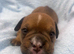 Olde English Bulldogge puppies ready to go 28th June 26