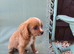Cavapoo Puppies last boy