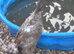 Mixed ducks