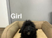 Maggie lovely black cockapoo girls