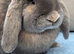 Giant pure bred French lop rabbits will be huge bunnies