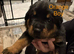 Rottweiler puppies