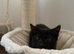 Black Kitten