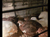 Adult quail male famele mix each &pound;2