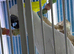 Male sulphur crested cockatoo