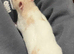 4month old female hamster