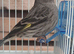 Siskin
