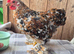 Pekin bantam cockeril