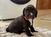 Cocker spaniel puppies
