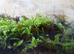 White Springtails - Folsomia Candida + Dry Food + Organic Worm Castings 20g