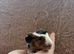 Four Baby Guinea Pigs