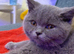 British shorthair kittens - available now